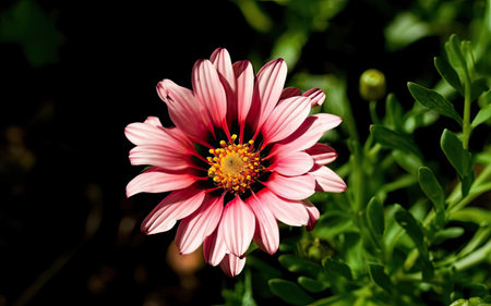 Pink Gazania flower on a dark background, close-up.の素材