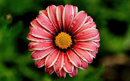 Beautiful pink daisy flower with water drops on petals.の素材