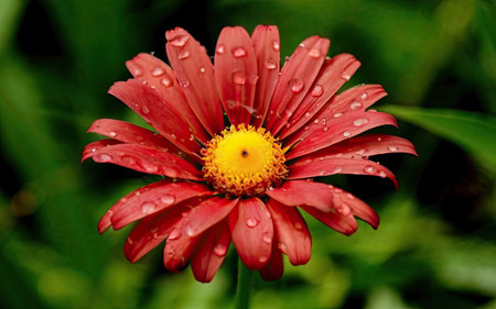 Beautiful red flower with drops of dew on the petalsの素材