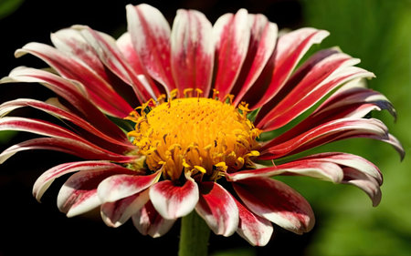 Close up of a red and white chrysanthemum flowerの素材