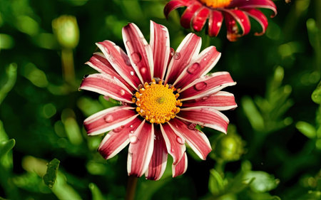 Gazania is a genus of flowering plants in the daisy family Asteraceae.の素材