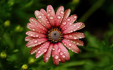 Close-up of a pink daisy with dew drops.の素材