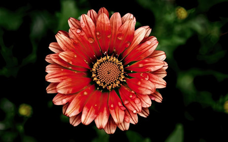 Red Gazania flower with water drops on petals and green backgroundの素材