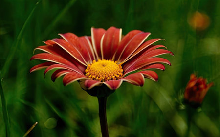 Beautiful red daisy on a background of green grass close-upの素材