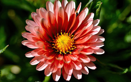 Red chrysanthemum on a background of green grass.の素材