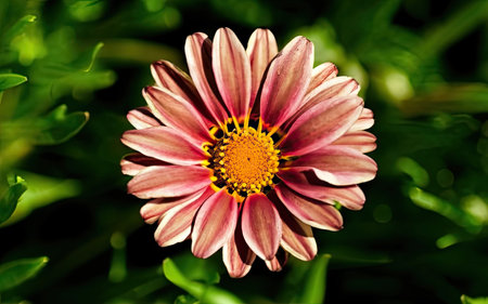 Beautiful pink Gazania flower on a green background. Close upの素材