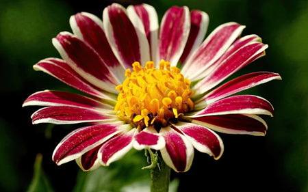 Close up of a white and red zinnia flower in the gardenの素材