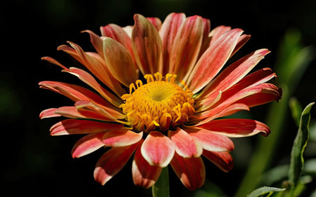 Chrysanthemum is a genus of flowering plants in the daisy family Asteraceae.の素材
