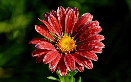 Red chrysanthemum flower with water drops on petalsの素材