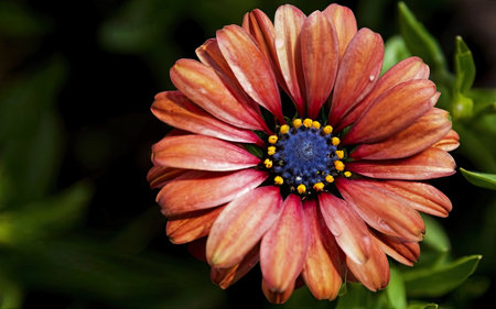 African daisy (African marigold, African daisy)の素材