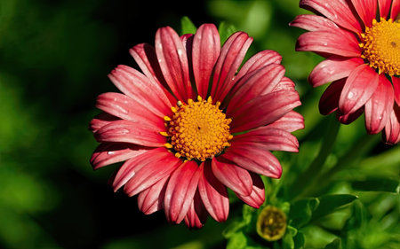 Beautiful red daisy flower with water drops in the garden.の素材