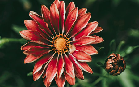 Dahlia is a genus of flowering plants in the aster family Asteraceae.の素材