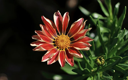 A close up of a gazania flower in the garden.の素材