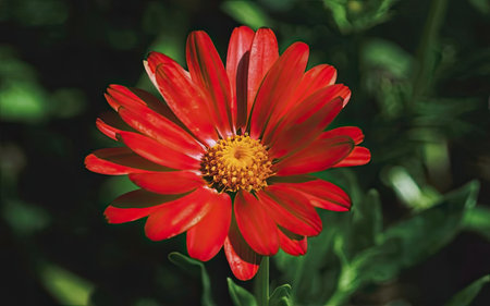 Beautiful red zinnia flower in the garden, stock photoの素材