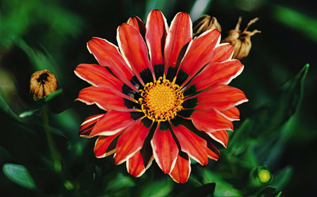 Gazania flower with red petals on a dark green backgroundの素材