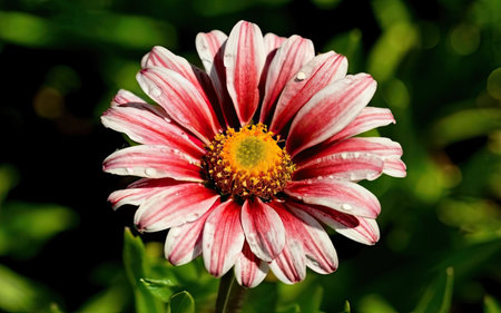 Beautiful daisy flower in the garden. Close-up.の素材