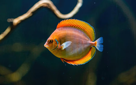 Beautiful discus fish swimming in the aquarium. Tropical fish.の素材