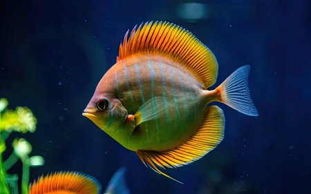 Tropical fish in the aquarium. Beautiful colorful tropical fish.の素材