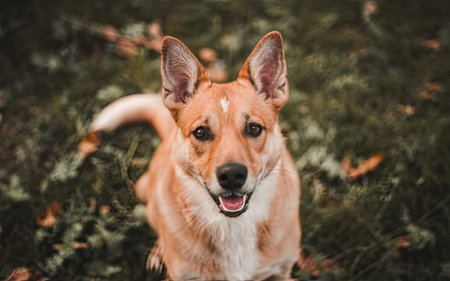Portrait of a red welsh corgi dog sitting in the grassの素材