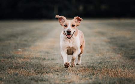 Adorable dog running on the green grass in the park at sunsetの素材