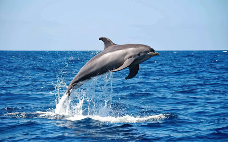 Dolphins jumping in the blue waters of the Atlantic Ocean, South Africaの素材