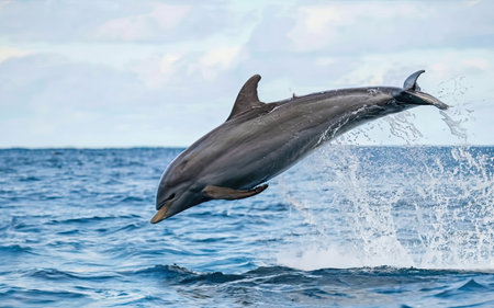 Dolphins jumping out of the water in the Atlantic Ocean in Tenerifeの素材