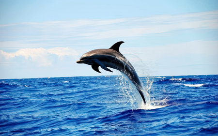 Dolphins jumping in the blue sea. Tenerife, Canary Islands, Spainの素材