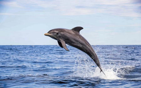Dolphins jumping out of the water in the Atlantic Ocean in Tenerifeの素材