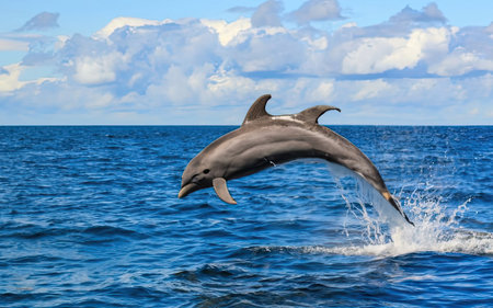 Dolphins jumping out of the water in the Pacific Ocean, Ecuadorの素材