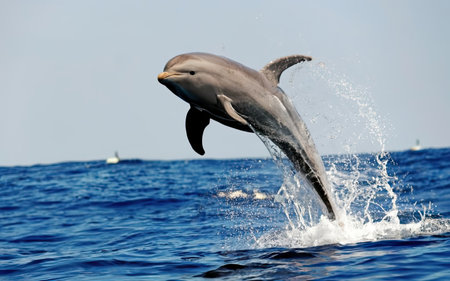 Dolphins jumping out of the water. Dolphins jumping in the sea.の素材