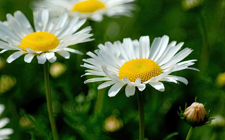 Beautiful daisies on a meadow in the summer.の素材