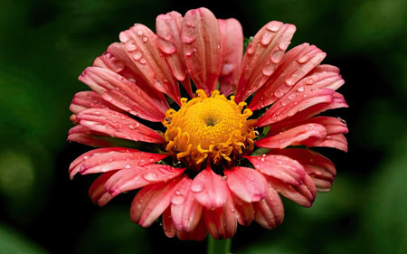 Beautiful pink zinnia flower with rain drops on petalsの素材
