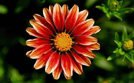 Gazania flower in the garden, closeup of beautiful flowerの素材