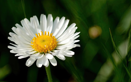 white daisy flower on green grass background in the garden close upの素材