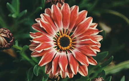 Gazania flower in the garden - retro vintage effect style picturesの素材