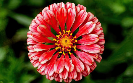 Zinnia flower in garden, Zinnia violacea Cav.の素材