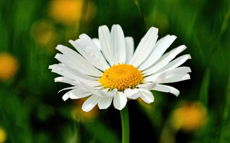 Beautiful white daisy flower on a green meadow in summerの素材