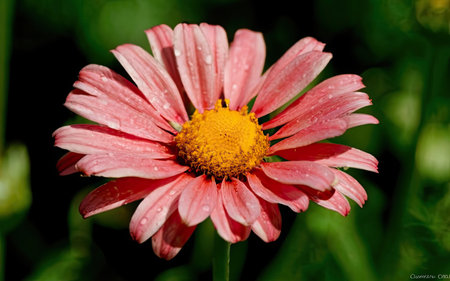 Pink daisy with drops of dew on the petals.の素材