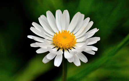 White daisy flower on a green background close-up macro photographyの素材