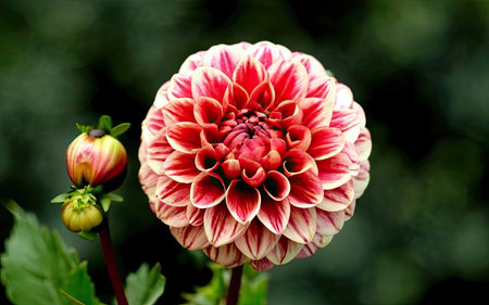 Colorful dahlia flower with green leaves in the garden.の素材