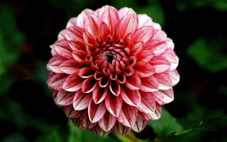 Pink dahlia flower on a dark background. Close-up.の素材