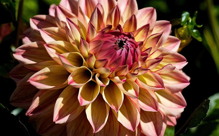 Beautiful dahlia flower in the garden. Close up.の素材