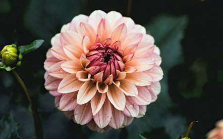 Beautiful dahlia flower in the garden. Vintage tone.の素材