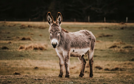 Donkey in the meadow in Scotland, UK. Vintage style.の素材