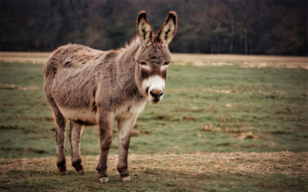 Donkey in the meadow in black and white colors with copy spaceの素材