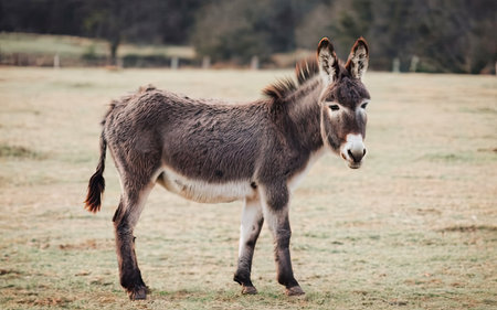 Donkey in the field. Animal in the nature. Animal in the field.の素材