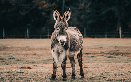 Donkey in the field. Animal in the meadow. Wild donkey.の素材