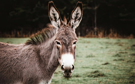 Close up of a donkey in a meadow. Toned.の素材