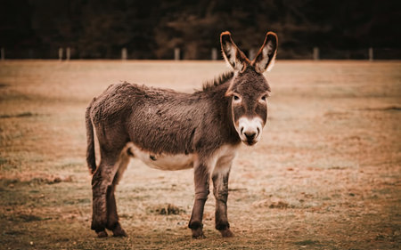 Donkey in the meadow. Animal portrait. Selective focus. Toned.の素材