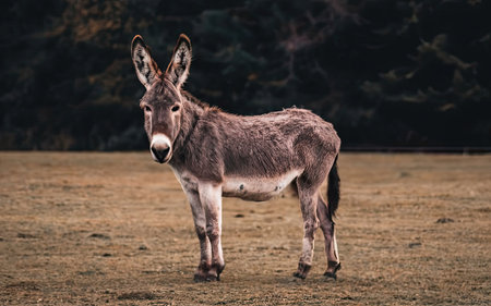 Donkey in the meadow. Animal in the nature habitat.の素材